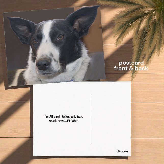 Missing You Border Collie Dog Perky Ears Photo Postcard (front and back postcard insitu)