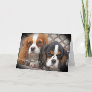 Missing You Card Cavalier King Charles