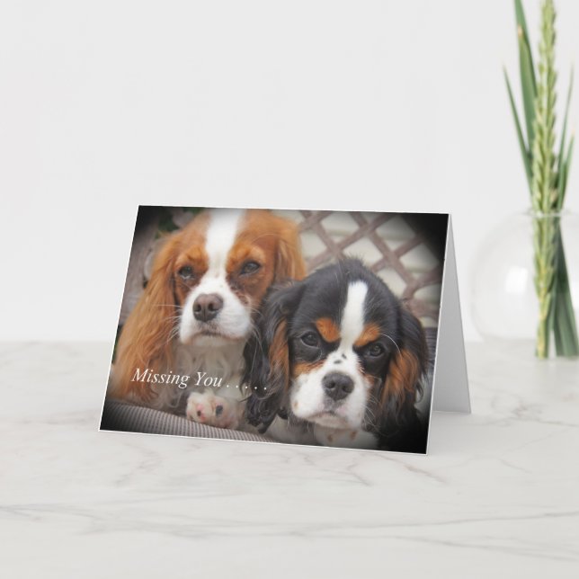 Missing You Card Cavalier King Charles (Front)