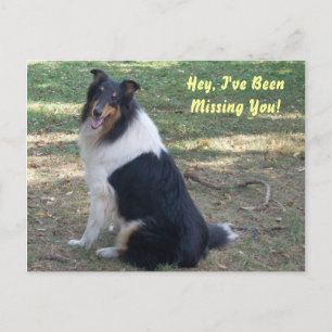 Missing You- Collie! Postcard