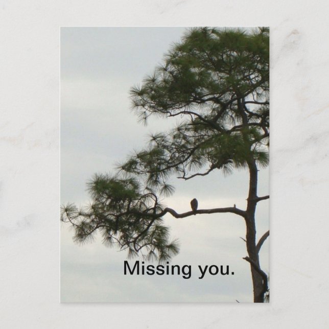 Missing You Osprey Postcard (Front)