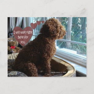 Missing You - Poodle - Postcard
