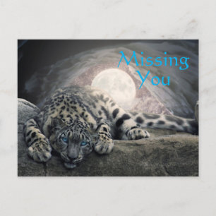 Missing You Snow Leopard Postcard