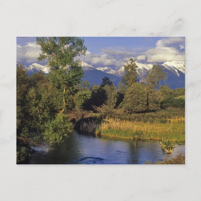 Mission Creek runs through the National Bison Postcard (Front)