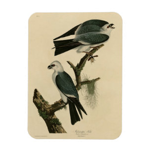 Mississippi Kite from Audubon's Birds of America Magnet