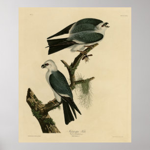 Mississippi Kite from Audubon's Birds of America Poster