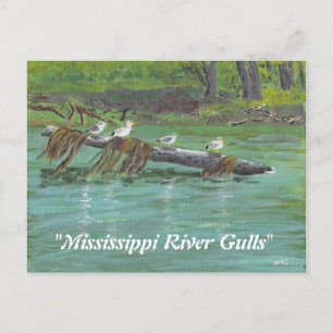Mississippi River Gulls Postcard