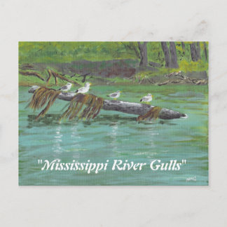 Mississippi River Gulls Postcard