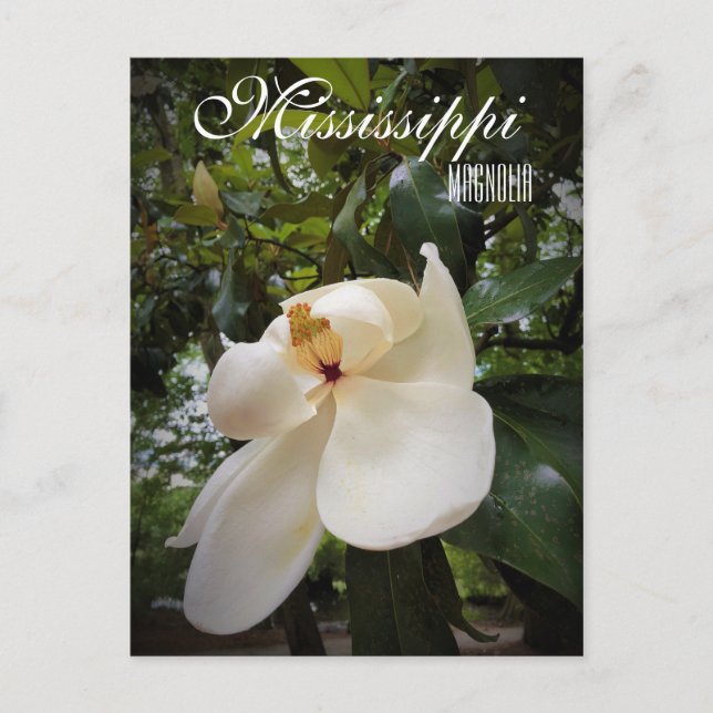 Mississippi State Flower, Magnolia Grandiflora Postcard (Front)