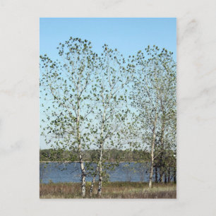 Mississippi Trees Postcard