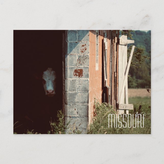 Missouri Cow Postcard (Front)