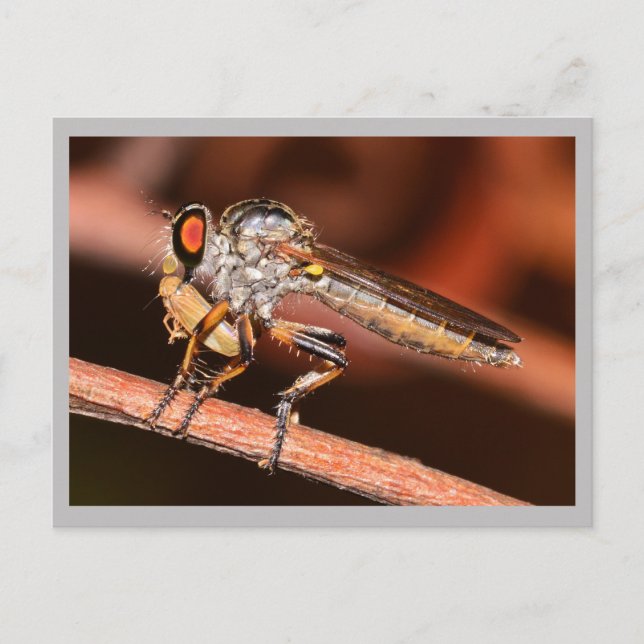 Missouri Damselfly. Postcard (Front)