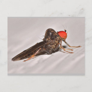 Missouri Dance Fly. Postcard