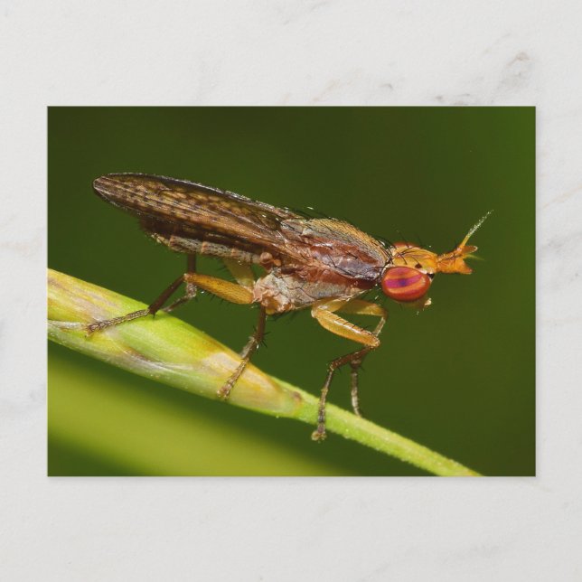 Missouri Fly. Postcard (Front)
