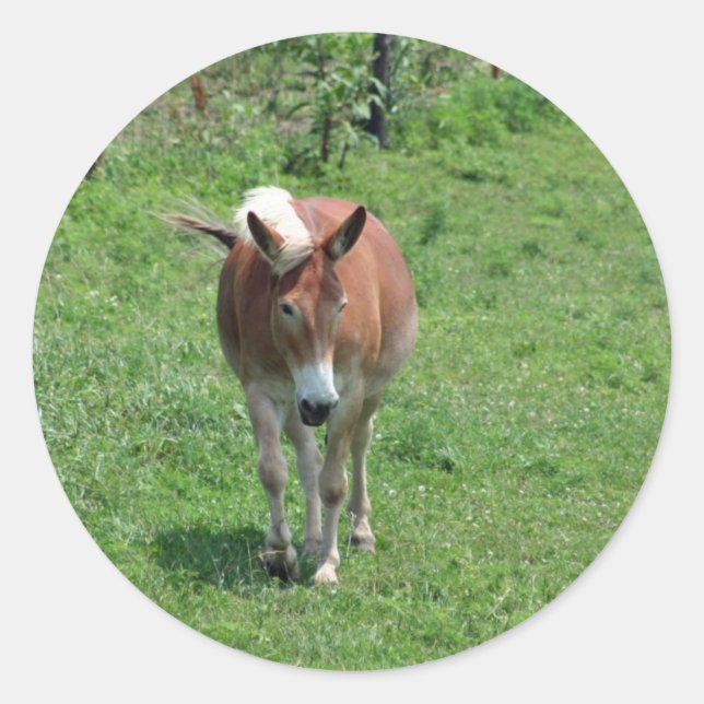 MIssouri Mule Classic Round Sticker (Front)