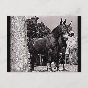 Missouri Mule Postcard