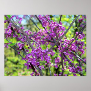 Missouri Redbud  Flowering Tree Photo Poster