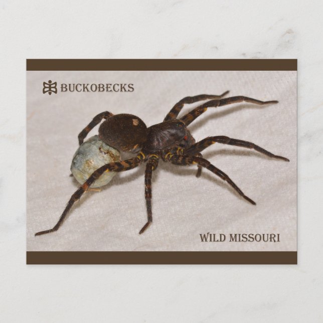Missouri Wolf Spider With Egg Sack. Postcard (Front)