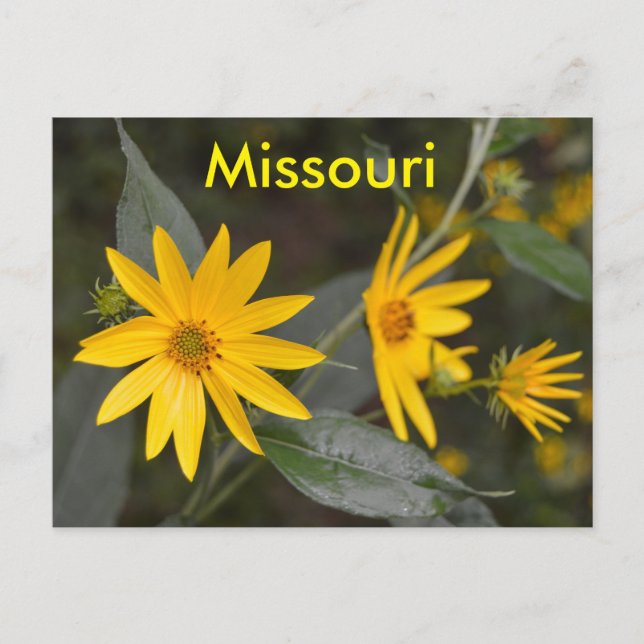 Missouri Yellow Wildflowers Postcard (Front)