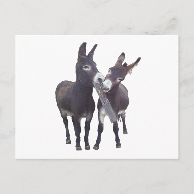 "Missy's Donkeys" Horizontal Postcard (Front)