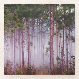 Mist among pine trees at sunrise, Everglades Glass Coaster