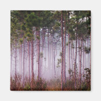 Mist among pine trees at sunrise, Everglades