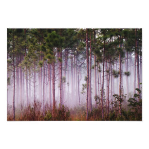 Mist among pine trees at sunrise, Everglades Photo Print