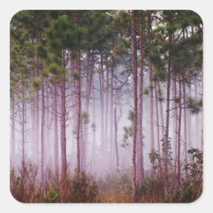 Mist among pine trees at sunrise, Everglades Square Sticker
