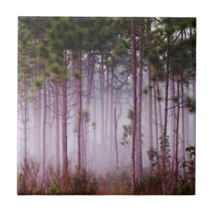 Mist among pine trees at sunrise, Everglades Tile