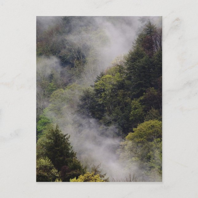 Mist rising from mountainside after spring rain, postcard (Front)