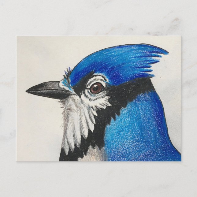 Mister Blue Jay Bluejay Bird Watercolor Postcard (Front)
