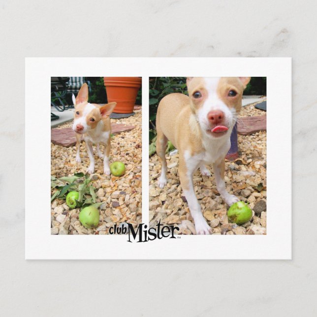 Mister Likes Them Apples! Postcard (Front)