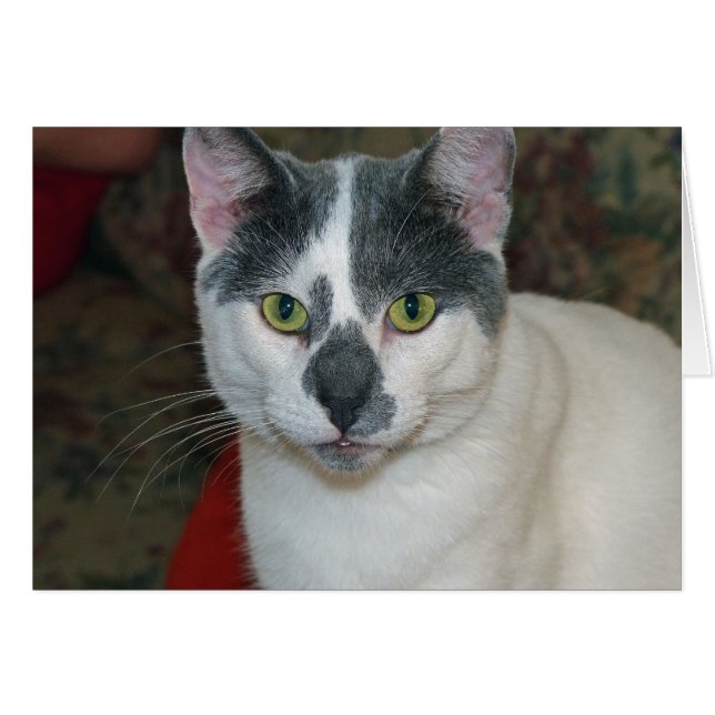 Mister Pants (Front Horizontal)