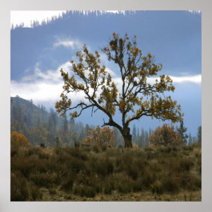 Misting fog in the valley... poster