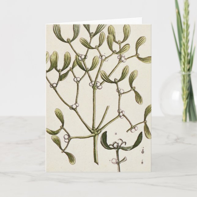 Mistletoe from 'A Curious Herbal', 1782 Holiday Card (Front)