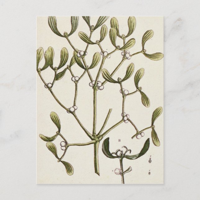 Mistletoe from 'A Curious Herbal', 1782 Postcard (Front)