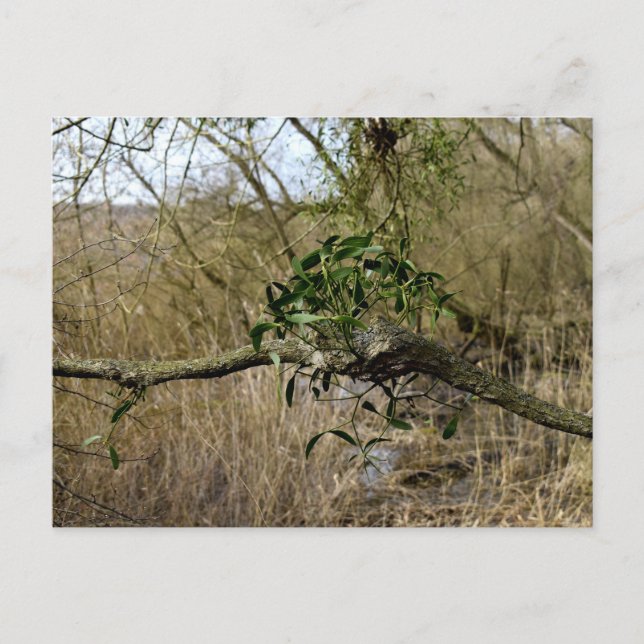 Mistletoe Postcard (Front)