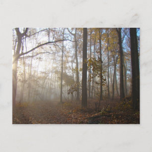 Misty Autumn Morning in the Forest #2 Postcard