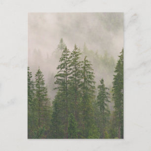 Misty Foggy Forest Trees Postcard