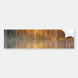 Misty Forest Scene Bumper Sticker