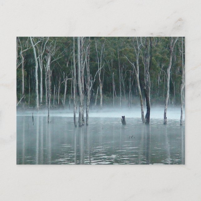 Misty Gumtrees Postcard (Front)