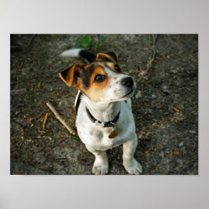 Misty in Woods Poster