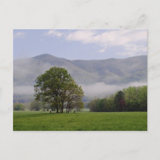 Misty meadow and Rich Mountain, Cades Cove, Postcard (Front)