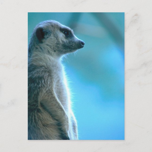 Misty Meerkat Postcard (Front)
