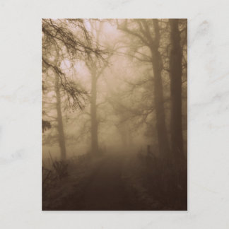 Misty Morning Walk in the Woods - Photograph Postcard