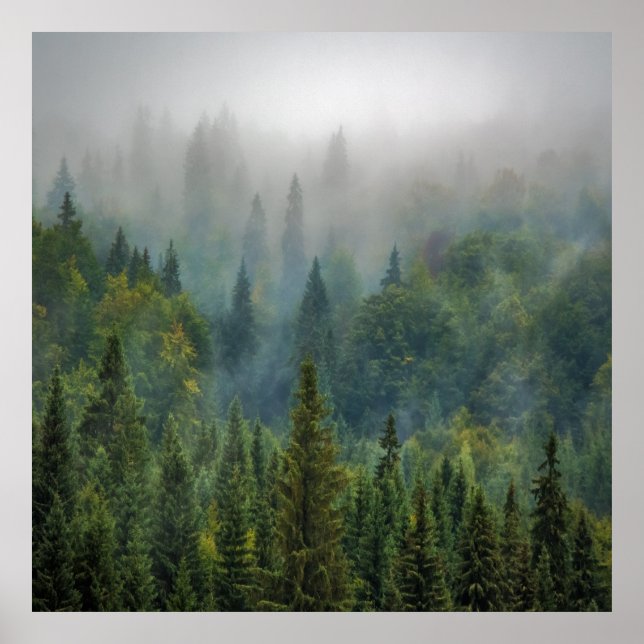 Misty pine trees forest landscape poster (Front)