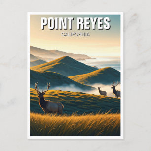 Misty Point Reyes National Seashore Elk Postcard