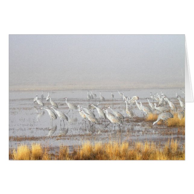 Misty Sandhill Cranes (Front Horizontal)