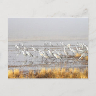 Misty Sandhill Cranes Postcard