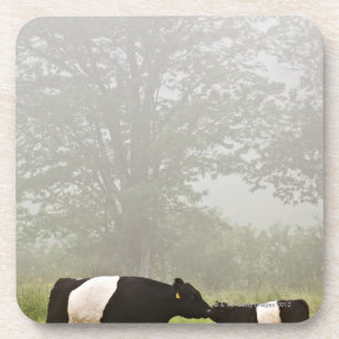 Misty scene of belted galloway cow mothering her coaster